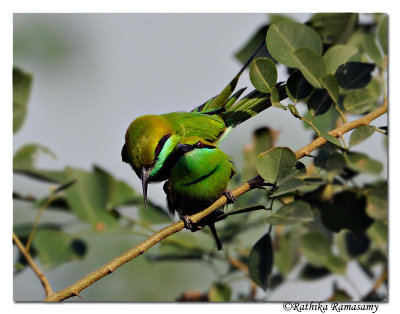 Green Bee-eater( Merops orientalis)-1456