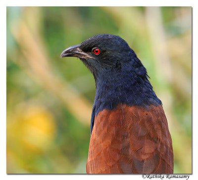 Greater Coucal_DD32167