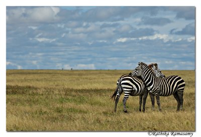 Zebras_D2X7972