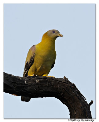 Yellow-footed Green Pigeon (Treron phoenicopterus)_DD33911