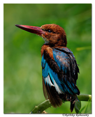 Juvenile White-throated Kingfisher( Halcyon smyrnensis)_DD39115