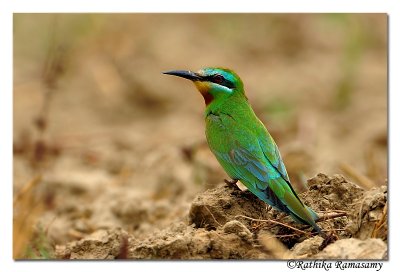 Blue-cheeked Bee-eater (Merops persicus)_DD34303