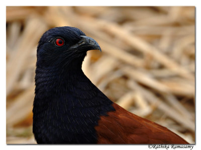 Greater Coucal(Centropus sinensis)_DD34186