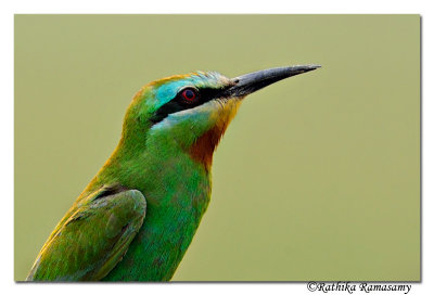 Blue-cheeked Bee-eater( Merops persicus)_DD34216