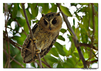 Collared Scops Owl (Otus bakkamoena)Immature_DD34665