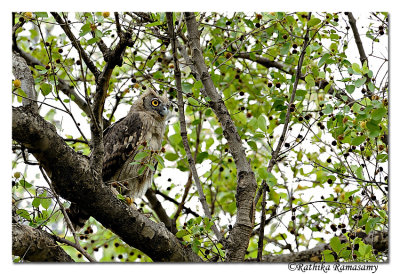 Dusky Eagle owl (Bubo coromandus) _DD34606