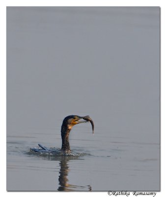 Little Cormorant_DD31492