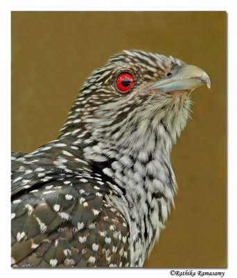 Asian koel(F)- (Eudynamys scolopacea)