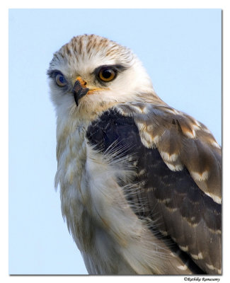 Black winged kite(J)-(Elanus caeruleus)