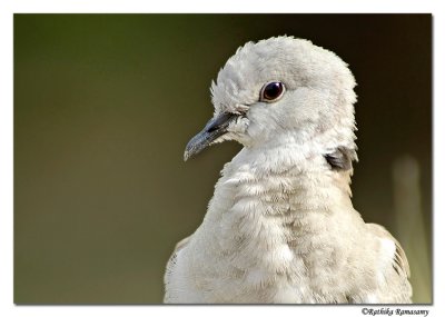 Eurasian Collared Dove(Streptopelia decaocto)