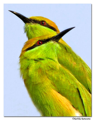 Green Bee Eater(Merops orientalis)