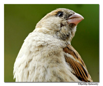 House sparrow