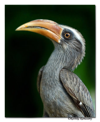 Malabar Grey Hornbill(Ocyceros Griseus)