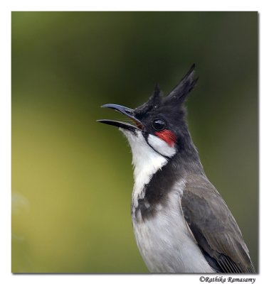 Red-whiskered Bulbul( Pycnonotus jocosus)