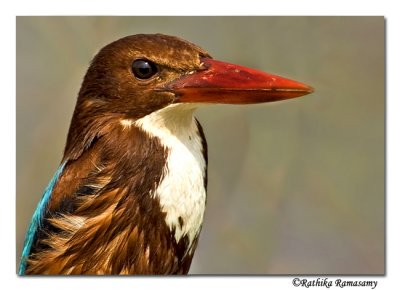 White throated Kingfisher( (Halcyon smyrnensis)