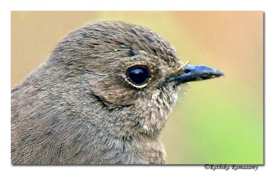 Pied Bushchat-0386