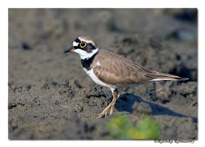 Common Ringed Plover (Charadrius hiaticula)-1140