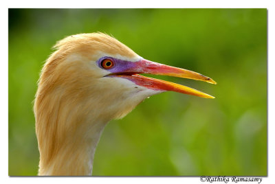 Cattle Egret(Bubulcus ibis)