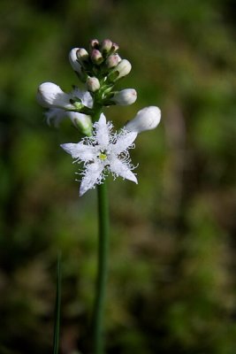 Tiny White Flowers