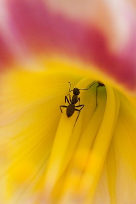Day Lily Ants