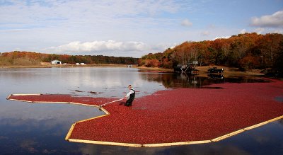 Cranberry Harvest