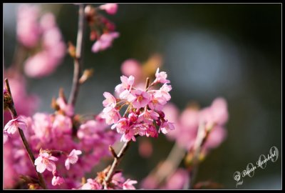 IMG_3695  Prunus ('flowering cherry')