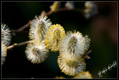 IMG_3693  Salix