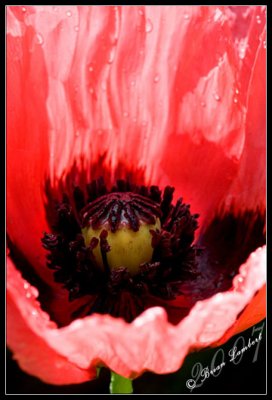 Untitled-2.jpg