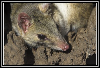 0369 Eastern Quoll