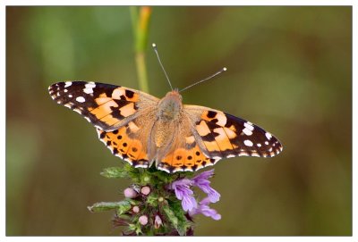 Distelfalter - Painted Lady