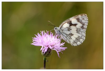 Marbled White - Schachbrettfalter