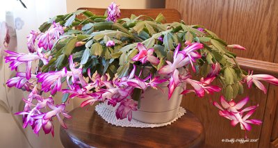 Moms Christmas Cactus