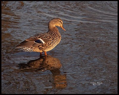 Mallard Hen