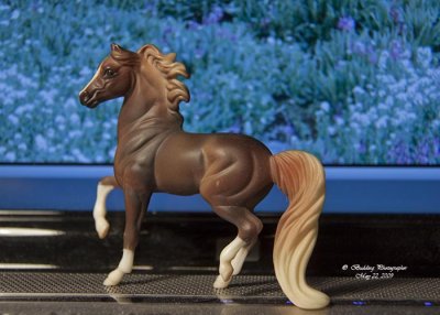 Horse on my laptop