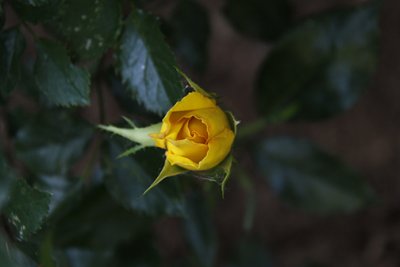 Yellow Rose