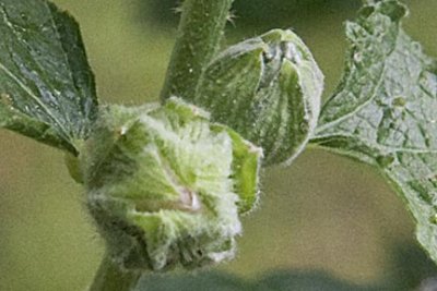 Hollyhock Bud.jpg