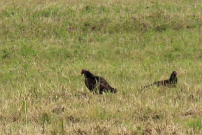 Turkey Vultures.jpg