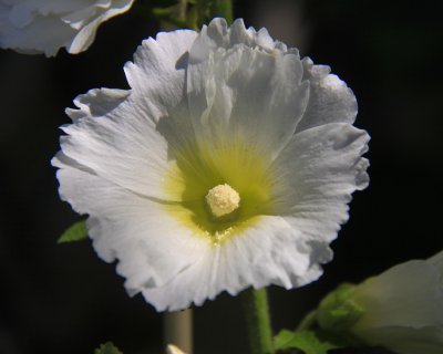 Hollyhock Pistil.jpg