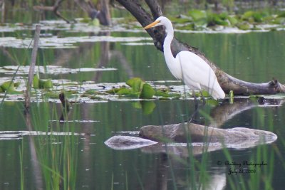 White Egret.jpg