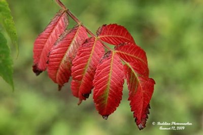 Red Leaves.jpg