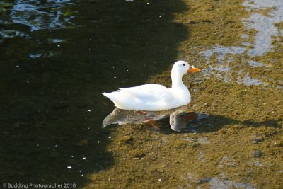 White Duck.jpg