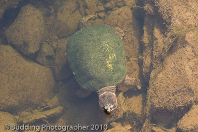 Green Turtle in stream.jpg