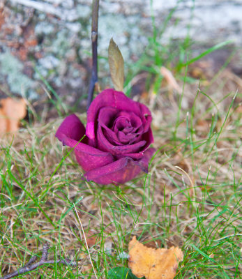 Dead Rose 2.jpg