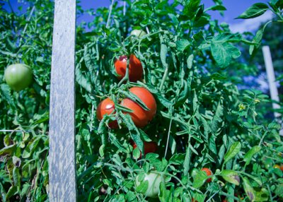Tomatoes_P 1 of 1.jpg