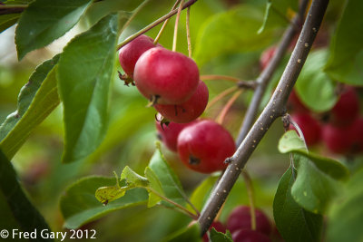 Crab apples.jpg