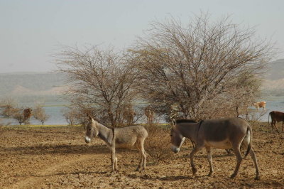 DSC_3879.JPG