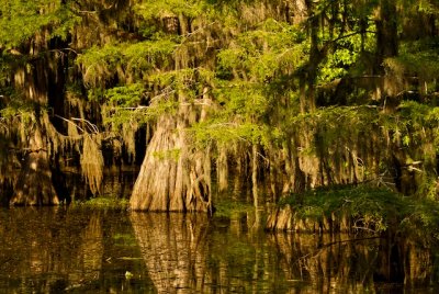 Cypress Swamp