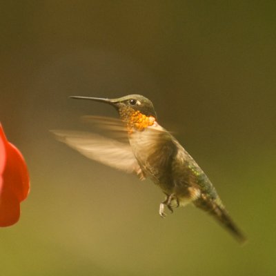 Rufous X Black-chinned Hummingbirds?