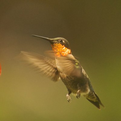 Rufous X Black-chinned Hummingbirds?