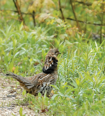 Ruffed Grouse